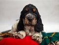 A blue roan and tan puppy of the English Cocker Spaniel lies and looks into the frame. Portrait