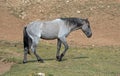 Blue Roan yearling colt wild horse at the water hole in the Pryor Mountains Wild Horse Range in Montana Royalty Free Stock Photo