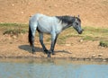 Blue Roan yearling colt wild horse at the water hole in the Pryor Mountains Wild Horse Range in Montana USA Royalty Free Stock Photo