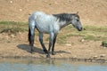 Blue Roan yearling colt wild horse at the water hole in the Pryor Mountains Wild Horse Range in Montana USA Royalty Free Stock Photo