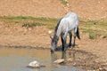 Blue Roan yearling colt wild horse at the water hole in the Pryor Mountains Wild Horse Range in Montana USA Royalty Free Stock Photo