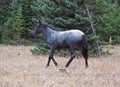 Blue Roan Yearling mare wild horse in the Pryor Mountains Wild Horse Range in Montana USA