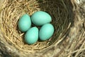 Blue Robin Eggs Bird Nest Royalty Free Stock Photo