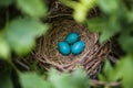 Blue Robin Eggs in a Nest