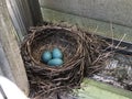 Blue robin eggs Royalty Free Stock Photo