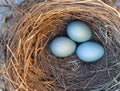 Blue robin eggs in a nest Royalty Free Stock Photo