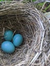 blue robin eggs Royalty Free Stock Photo