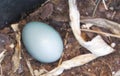 Blue Robins egg