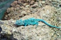 Blue rock agama Royalty Free Stock Photo