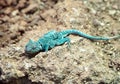 Blue rock agama Royalty Free Stock Photo