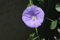 `Blue Rock Bindweed` flower - Convolvulus Sabatius