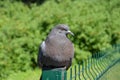 Blue rock pigeon Columba livia Gmelin, portrait in a semi-profile