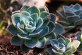 Blue Rock Rose Succulent Plant Echeveria imbricata