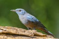 Blue Rock-Thrush (Monticola solitarius), Bird Royalty Free Stock Photo