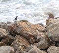 Blue Rock Thrush, Monticola solitarius