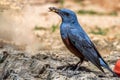 Blue Rock Thrush Monticola solitarius, Male