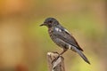 Blue Rock Thrush.