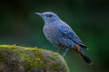 Blue rock thrush(Monticola solitarius)