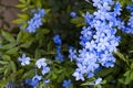 Blue Romantic Flowers and Leaves Flora Photo