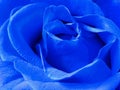 Blue rose Royalty Free Stock Photo