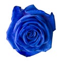 Blue rose. Royalty Free Stock Photo
