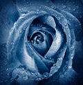 blue rose