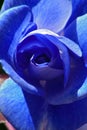 Blue rose