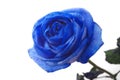 Blue rose Royalty Free Stock Photo