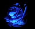 Blue rose