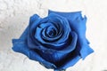 Blue rose