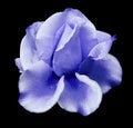 Blue Rose bud. Flower on black isolated background with clipping path. no shadows. Closeup. Royalty Free Stock Photo