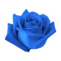 Blue rose bud isolated on white background with clipping path Royalty Free Stock Photo