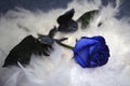 Blue rose on the choker Royalty Free Stock Photo