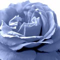 Blue Rose Elegancy