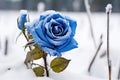 Blue rose field in snow. Generate Ai Royalty Free Stock Photo