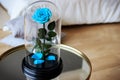 Blue rose in a flask. Long-lasting rose Royalty Free Stock Photo