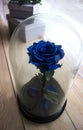 Blue rose in a flask under the glass. As a gift for the holiday.