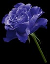 Blue rose. Flower on the black isolated background with clipping path. Close-up. no shadows. Shot of blue flower. Royalty Free Stock Photo