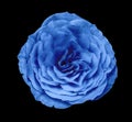 Blue rose flower,black isolated background with clipping path. Closeup no shadows.