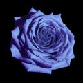 Blue rose flower black isolated background with clipping path. Closeup no shadows. Royalty Free Stock Photo