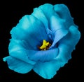 blue rose flower  black isolated background with clipping path. Nature. Closeup no shadows. Royalty Free Stock Photo