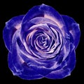 Blue rose flower on a the black isolated background with clipping path. On the petals with raindrops. For design. Closeup.