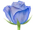 A blue rose flower isolated on a white background. Close-up. Flower bud on a green stem with leaves Royalty Free Stock Photo