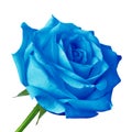 Blue rose flower isolated on a white background. Close-up. Royalty Free Stock Photo