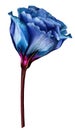 Blue rose flower  on white isolated background with clipping path. Closeup. For design. Royalty Free Stock Photo