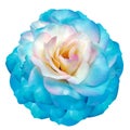Blue   rose flower  on white isolated background with clipping path. Closeup. For design. Royalty Free Stock Photo