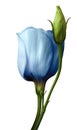 Blue rose flower  on white isolated background with clipping path. Closeup. For design. Royalty Free Stock Photo