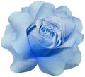 Blue rose  flower  on white isolated background with clipping path. Closeup. Flower on a green stem. Royalty Free Stock Photo