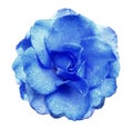 Blue rose flower on white isolated background with clipping path no shadows. Rose with drops of water on the petals. Closeup. Royalty Free Stock Photo