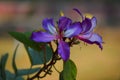 Blue rose flowers with background blur